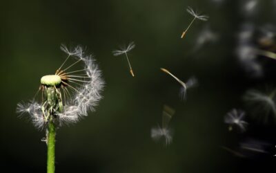 ¿Cómo pensar en la muerte como parte de un ciclo natural?