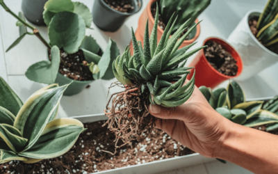 Plantas para Interior Duraderas