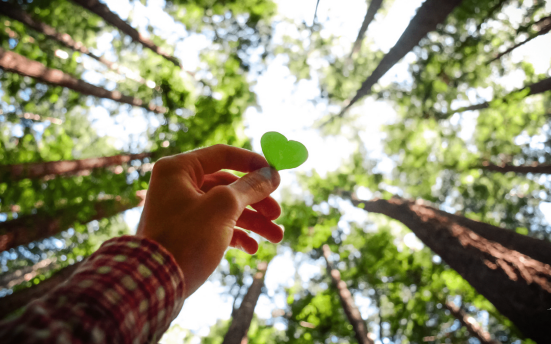 Conoce los tipos de plantas para honrar la pérdida de un ser querido