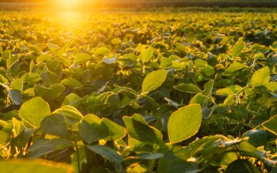 Cultivar la vida de un amor eterno