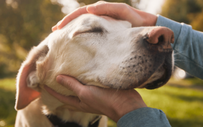 Cómo ayudar a tu perro a superar la muerte de otro perro