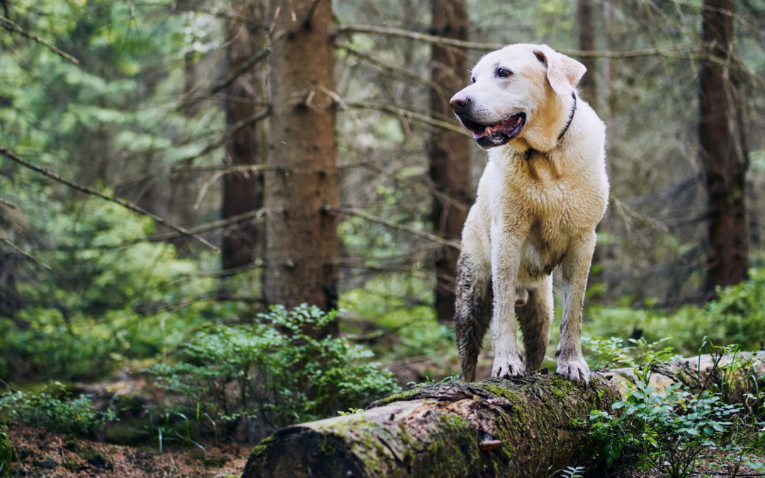 Las similitudes entre un perro y una planta o árbol