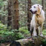 Las similitudes entre un perro y una planta o árbol