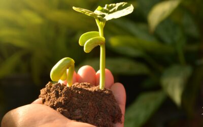 El Ciclo de la Vida: ¿Qué sucede cuando las Cenizas Se Plantan?