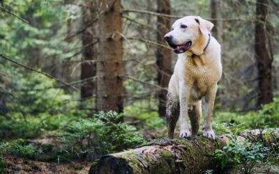 Las Similitudes entre un Perro y una Planta o Árbol